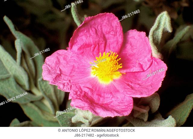Rock Rose (Cistus albidus)