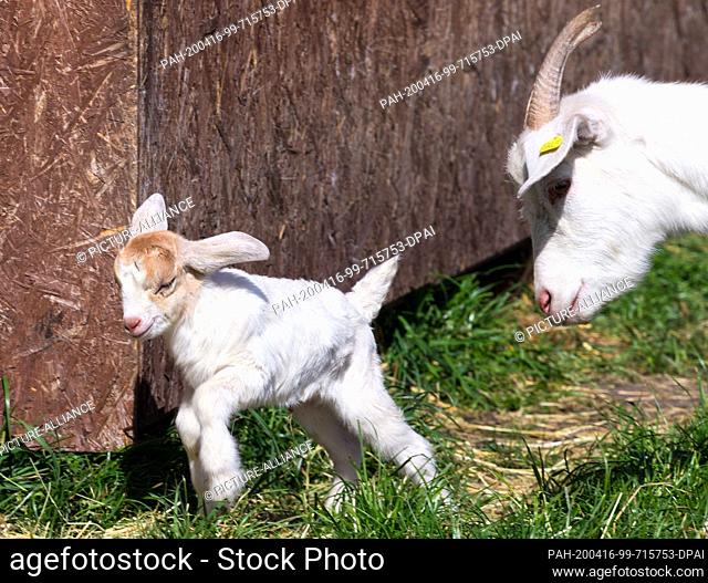 14 April 2020, Brandenburg, Doberlug-Kirchhain: A young goat flees from an adult goat around a corner of the feedbox. Photo: Soeren Stache/dpa-Zentralbild/ZB