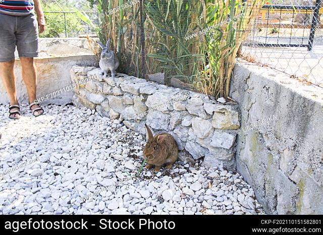 Domestic rabbit, Oryctolagus cuniculus f. domesticus, enclosure in Split Zoo, Croatia, August 24, 2021.  (CTK Photo/Libor Sojka)
