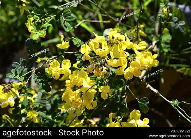 Scorpion senna (Hippocrepis emerus or Coronilla emerus) is a shrub native to southern Europe, northern Africa and Asia Minor