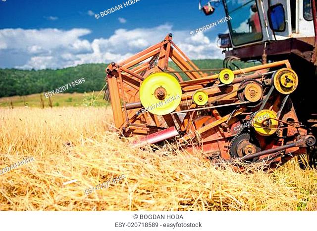 process of harvesting with combine, gathering mature grain crops from field