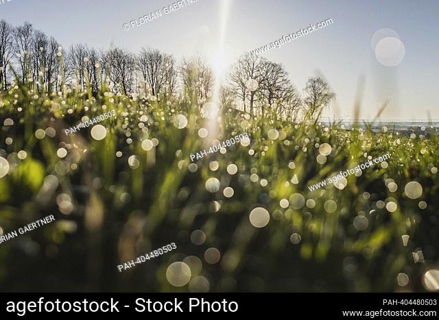 Dew on a meadow, photographed in Koenigshain, April 12, 2023. - Koenigshain/Deutschland
