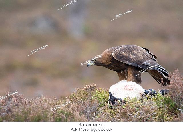 Golden eagle Aquila chrysaetos scavenging a lamb carcass in the Cairngorm mountains, Scotland