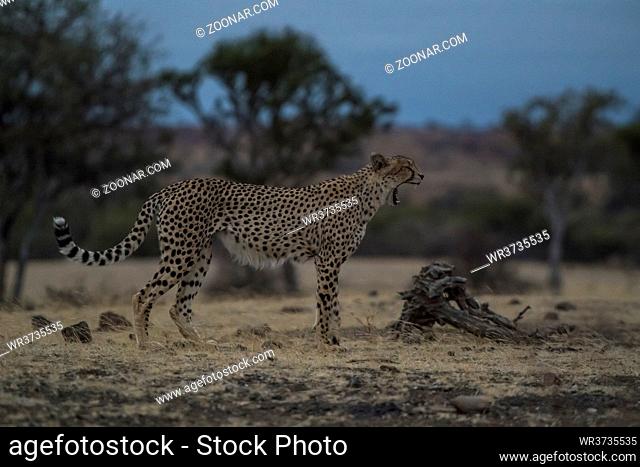 Gepard (Acinonyx jubatus), Mashatu Game Reserve, Tuli Block, Botswana| Cheetah (Acinonyx jubatus), Mashatu Game Reserve, Tuli Block, Botsuana