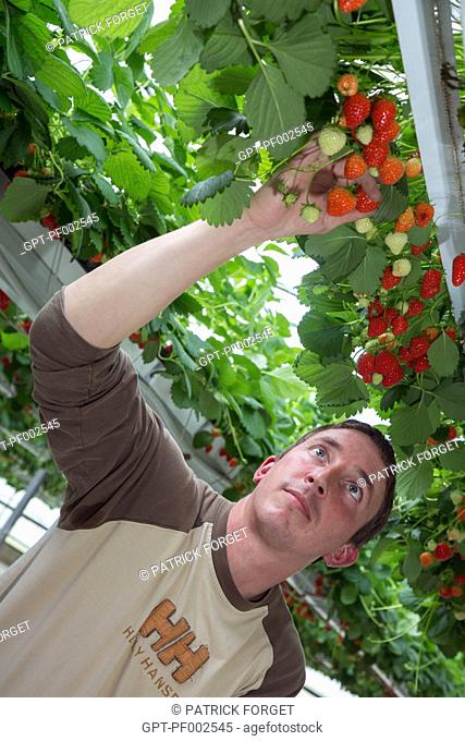 MAXIME SAMPERS, GROWER OF STRAWBERRIES OF THE MARA DES BOIS VARIETY, IN HIS GREENHOUSE, ROMILLY-LA-PUTHENAYE, EURE (27), FRANCE