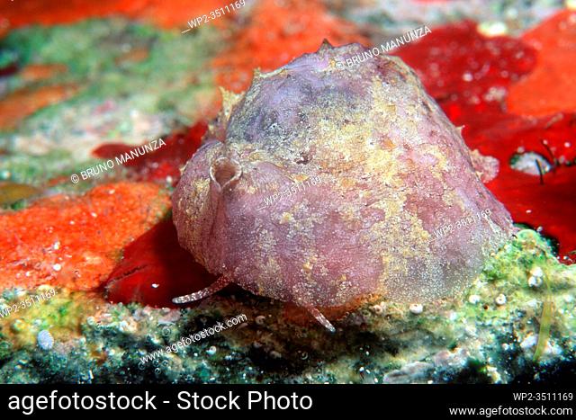 Lamellaria perspicua, Mollusca, Lamellariidae. Lamellariidae have an internal shell totally covered by the mantle. They feed on ascidians on which their cryptic...