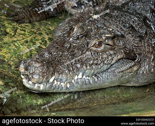 Krokodil im Detail Kopf