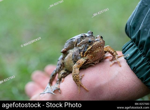 Grasfrosch (Rana temporaria), Paar auf Hand während der Amphibienwanderung, Velbert, Deutschland