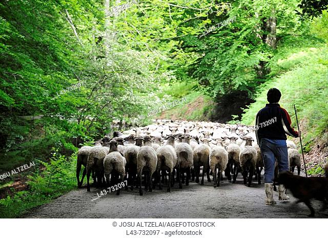 Transhumance to higher pastures in Urbia from 'caserío' (typical farm) in the lowland, Basque Country, Spain