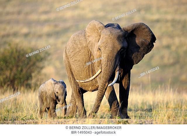 African elephant (Loxodonta africana), cow and calf at the first light of dawn, Masai Mara National Reserve, Kenya, East Africa, Africa