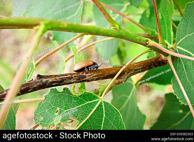 An Aspen Leaf Beetle walks along a poplar branch