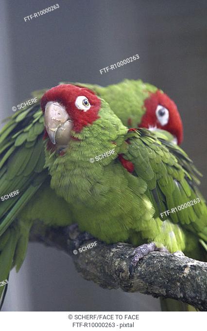 Red-masked Conure