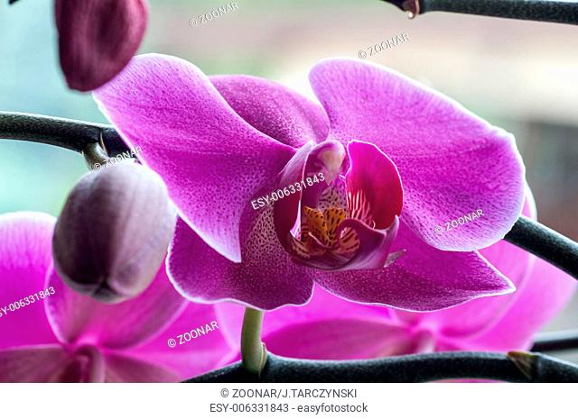 close up of Beautiful purple orchid - phalaenopsis