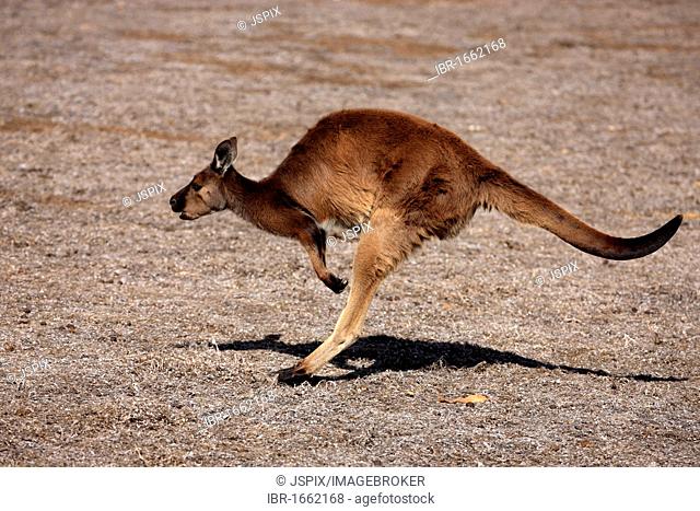 Western Grey Kangaroo (Macropus fuliginosus fuliginosus), sub-species from Kangaroo Island, adult leaping, Kangaroo Island, South Australia, Australia