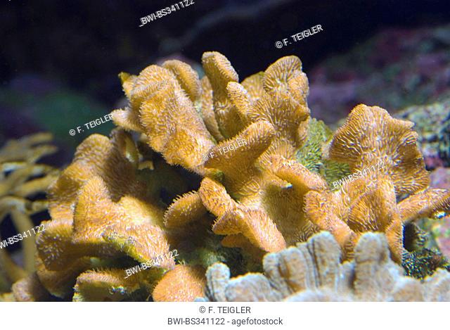 Stone Coral (Pavona spec.), side view