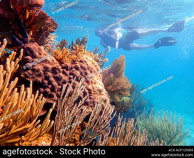 Snorkeler swimming inside the Belize Barrier Reef, a series of coral reefs straddling the coast of Belize