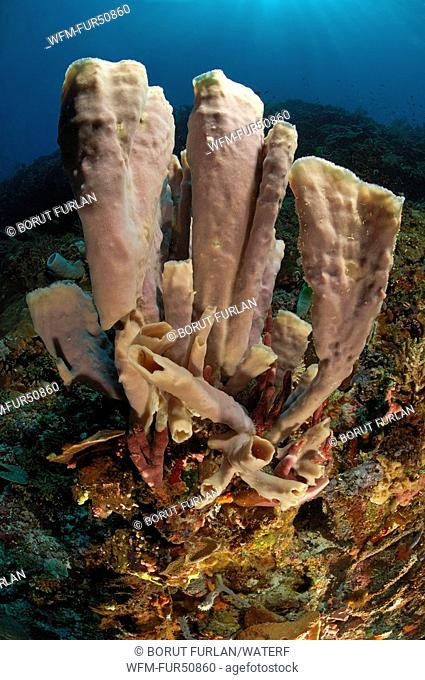 Tube Sponges, Porifera, Alor, Lesser Sunda Islands, Indo-Pacific, Indonesia
