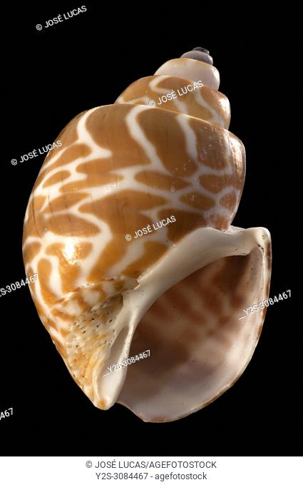 Seashell of Babylonia canaliculata. Malacology collection. Spain. Europe