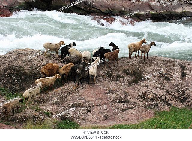 Sheep Range Beside River, Xinjiang, China