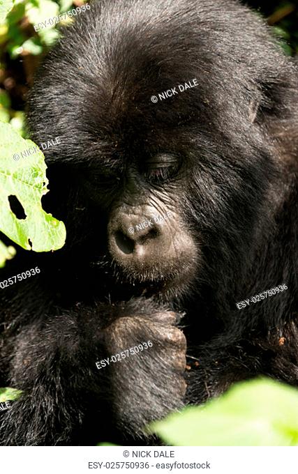 A baby gorilla in dappled sunshine looks down at its fist. It is sitting in the forest surrounded by leaves