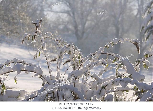 Buddleia Buddleja sp branches weighed down by weight of snow, Bentley, Suffolk, England, december