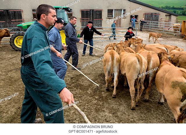 PREPARATIONS FOR THE TRANSHUMANCE OF AUBRAC COWS AT JEAN PHILIPPE PIGNOL'S FARM IN SAINT PIERRE DE NOGARET, LOZERE, FRANCE
