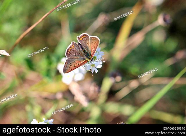 Portrait of a fire butterfly on a plant