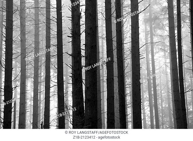 Black and White image of trees in a rain forest on a foggy morning, Canada