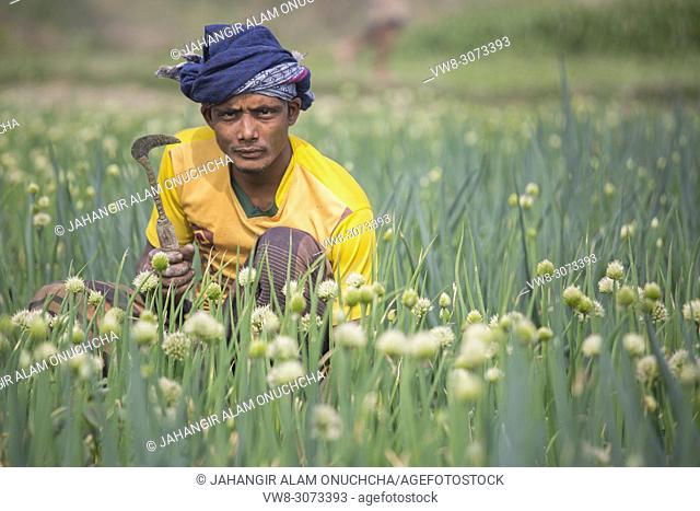 Bangladeshi labor working on onion cultivation field at Savar, Bangladesh