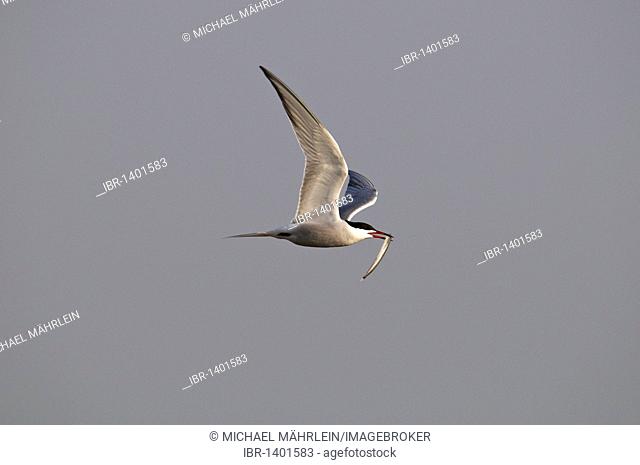 Tern (Sterna hirundo), fish in beak