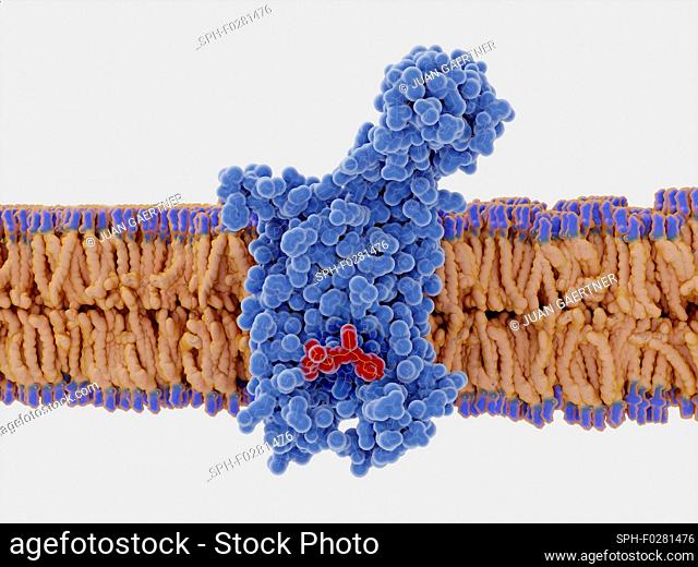 HIV drug binding to CCR5 co-receptor, illustration