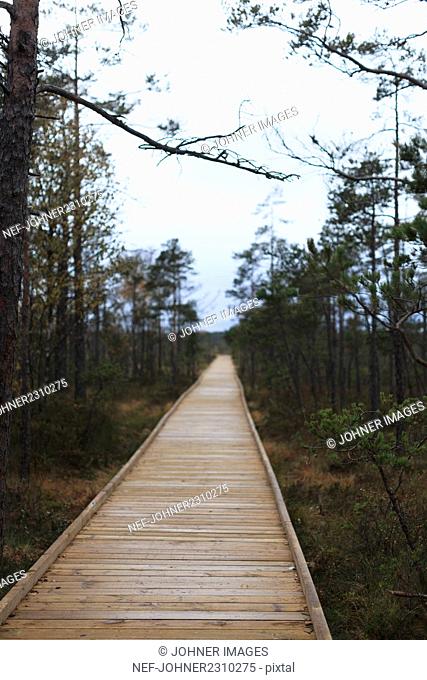 Boardwalk through forest