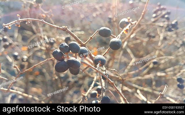 Closeup view of Black mountain ash berries: A selective focus view