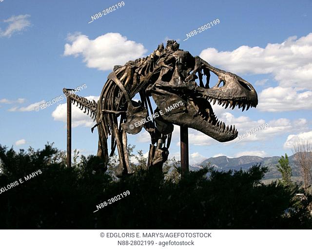 Tyrannosaurus Rex, Museum of the Rockies, Montana USA