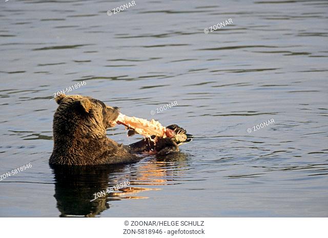 Grizzlybaer frisst einen erbeuteten Rotlachs - (Braunbaer) / Grizzly Bear eats a capturing Red Salmon - (Grizzly - Brown Bear) / Ursus arctos - Oncorhynchos...