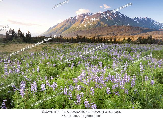 Meadow of Nootka Lupine - Lupinus nootkiensis -, Seward Highway, Alaska, U S A