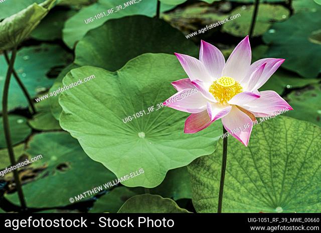 Lotus Flower, Mekong Delta, Vietnam. First day in the Mekong Delta. This is one of the many perfect Lotus flowers seen along the river