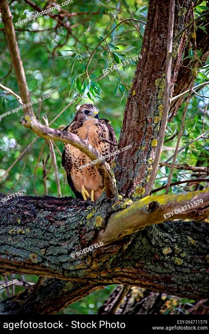Portrait of a young buzzard sitting on a branch