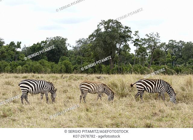 Plains zebra (Equus quagga), Masai Mara, Kenya
