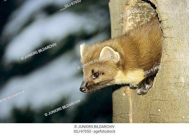martes martes / European pine marten looking out of cave