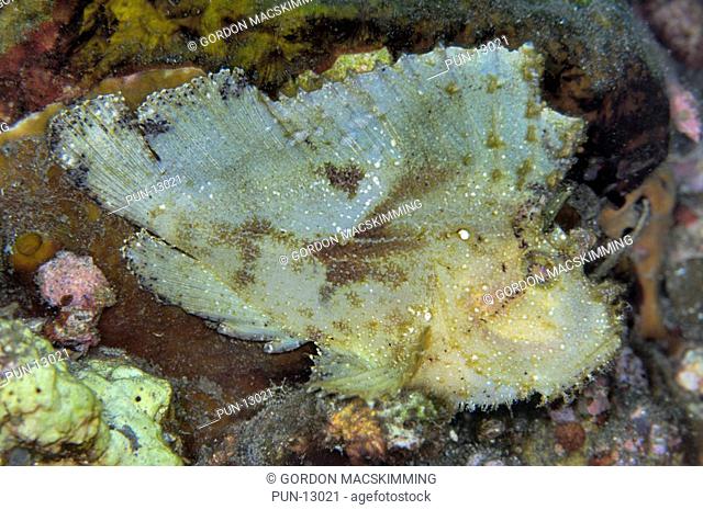 The leaf scorpionfish Taenianotus triacanthus will always establish itself at a suitable place to ambush other smaller fish and crustaceans When approached it...