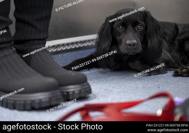 FILED - 24 November 2023, Berlin: The three-year-old dog Skittelz lies during a consultation in the mobile veterinary practice of vet Jeanette Klemmt