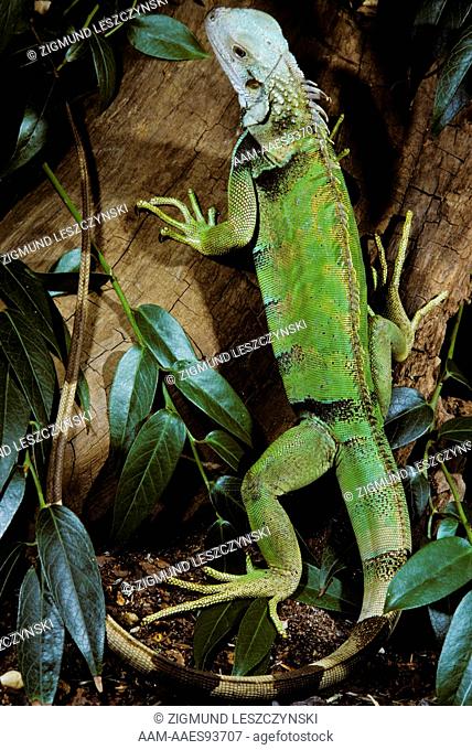 Common Green Iguana (Iguana iguana), Central & South America