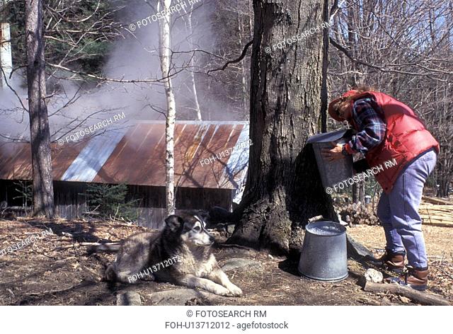 sugaring, Vermont, VT, Woman collecting sap from a maple tree during sugaringtime on Carpenter Farm in Cabot in the early spring