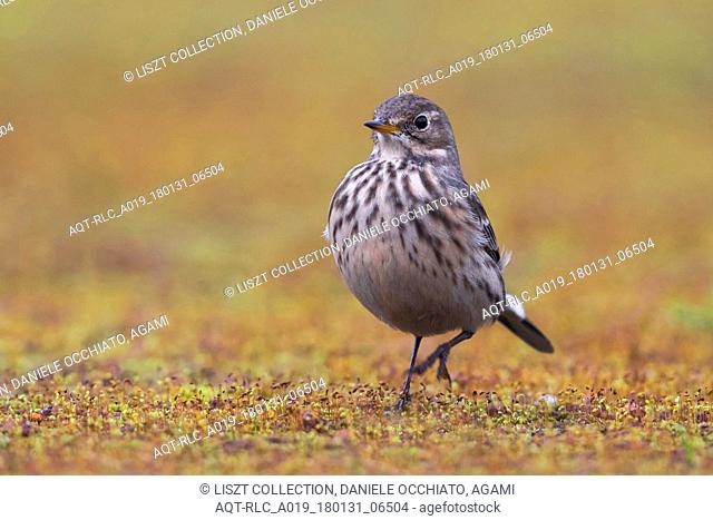 American Buff-bellied Pipit, Buff-bellied Pipit, Anthus rubescens