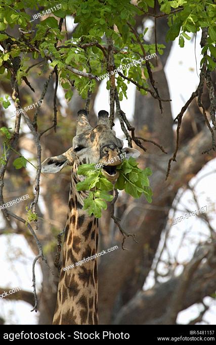 Thornicroft's Giraffe (Giraffa camelopardalis thornicrofti) adult, feeding on sausage tree leaves, South Luangwa N. P. Zambia