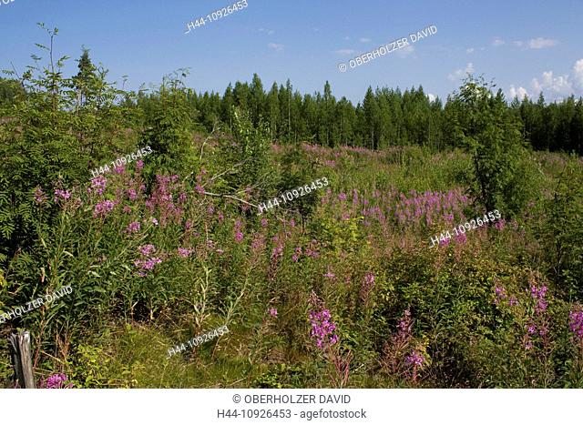 Scandinavia, Finland, north, Europe, Northern Europe, country, travel, vacation, wood, forest, wood glade, clearing, landscape, plants, thicket, reafforestation
