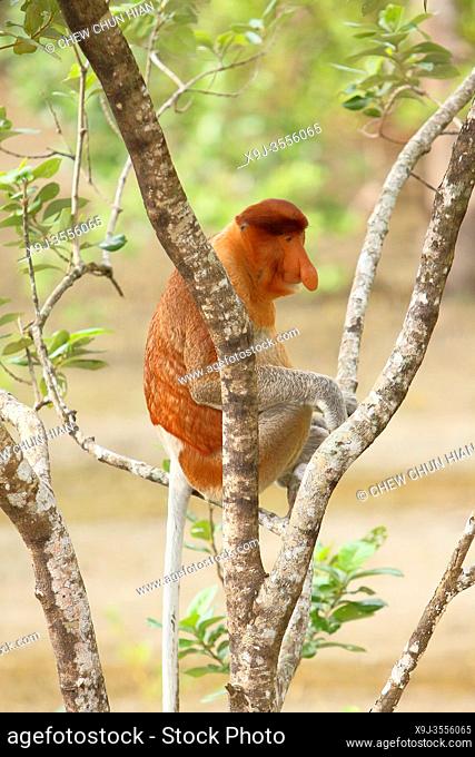 Proboscis monkey at Bako National Park, Kuching, Sarawak
