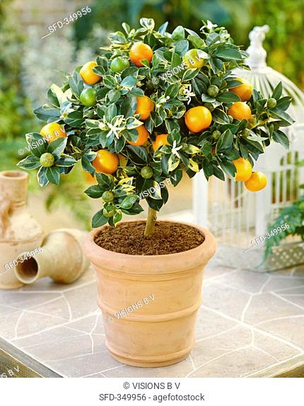 Small mandarin orange tree Calamondine
