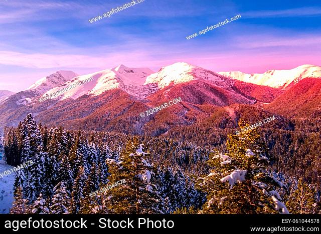 Colorful winter landscape with pink sunset view, pine trees and snow mountain peaks of Pirin, Bulgaria